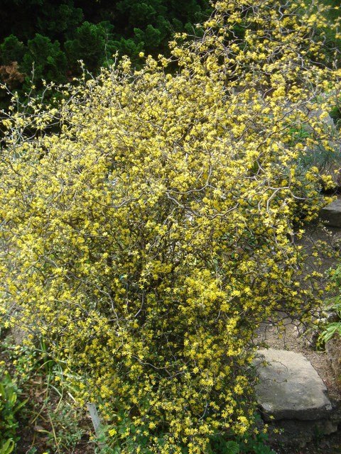 Corokia cotoneaster